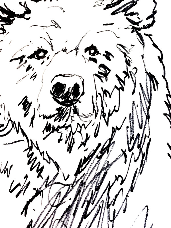 LOVELESS - "BIG BEAR" 11 X 15 Drawing on Gallery Paper gallery