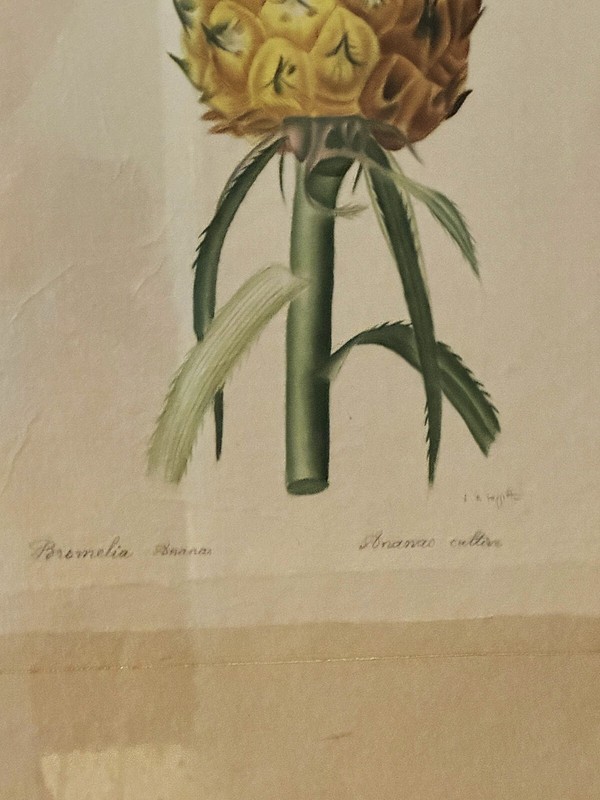 La Roche Laffitte pineapple gallery