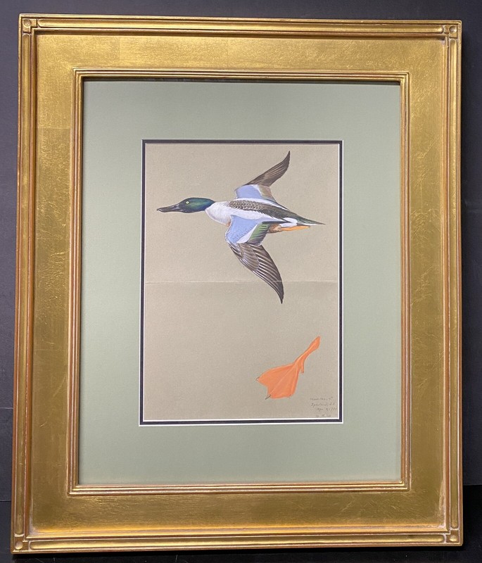 Orig. Bird/Duck Art Painting - Shoveler by Walter Weber, Ini. W.A.W, Dated 1931 gallery