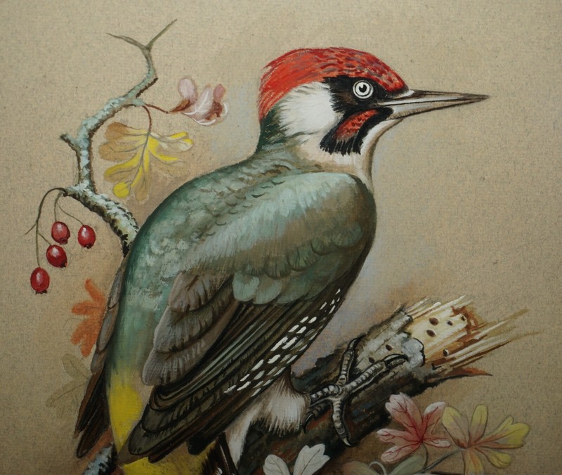 VINTAGE M SHERMORNE SIGNED ORNITHOLOGY WATERCOLOUR PAINTING OF A KINGFISHER BIRD gallery
