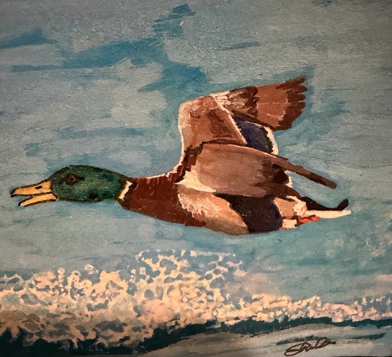 ACEO OOAK “Magnificent Mallard” By Sheila Lofgreen