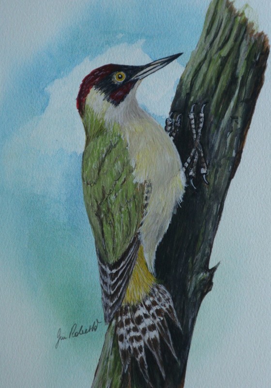 GREEN WOODPECKER SIGNED ORIGINAL PAINTING by JIM ROBERTS (Author of SNOWDONIA)