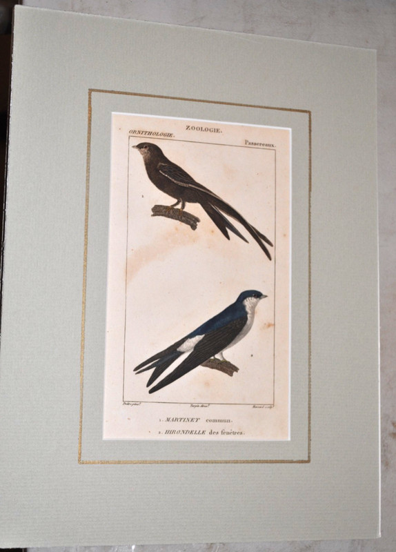 Antique 1830 French Engraving Swift, Swallow Hand Colored matted ready to frame