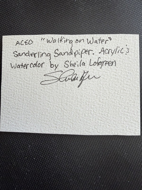 ACEO “Walking On Water” Sandpiper Multi-Media By Sheila Lofgreen gallery