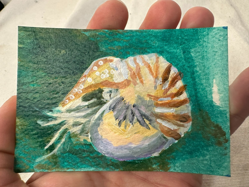 ACEO Art Card Original Art 2.5″ x 3.5″ Trading Card Nautilus Sea Creature