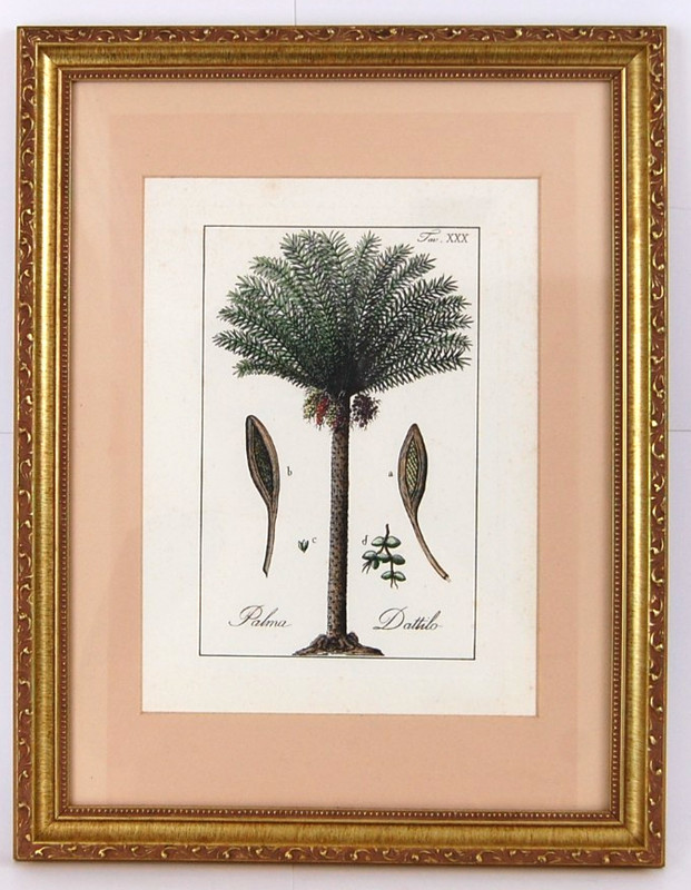 Vtg Italian Hand-Press & Hand Colored Botanical Date Palm Tree «Dathlo» Print