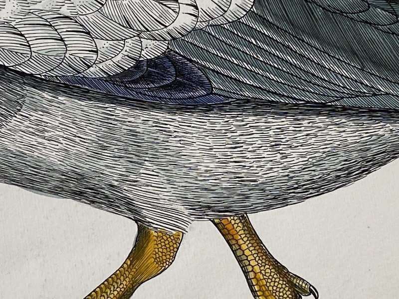 Ornithological Ink & Watercolor on paper of a Mallard Initialed E. A. 19-20th c. gallery