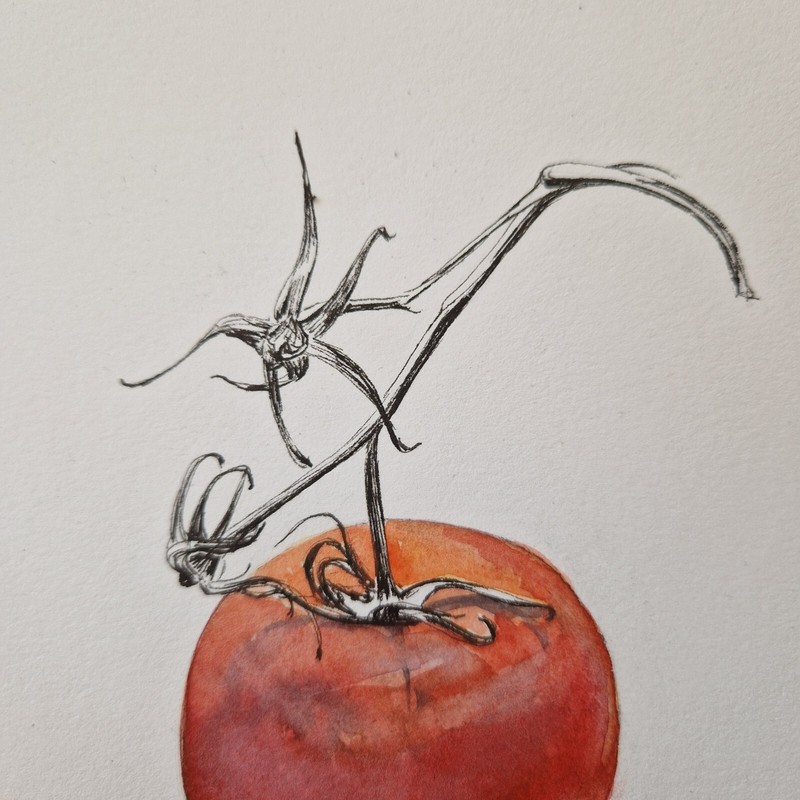 Original watercolor painting tomato vegetable food artwork kitchen art 7x9.5" gallery