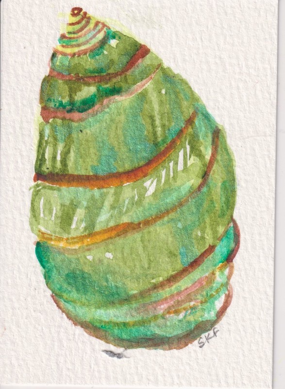 Original ACEO Green Turbo Shell Watercolor Painting Ocean, Beach Sharon Foster