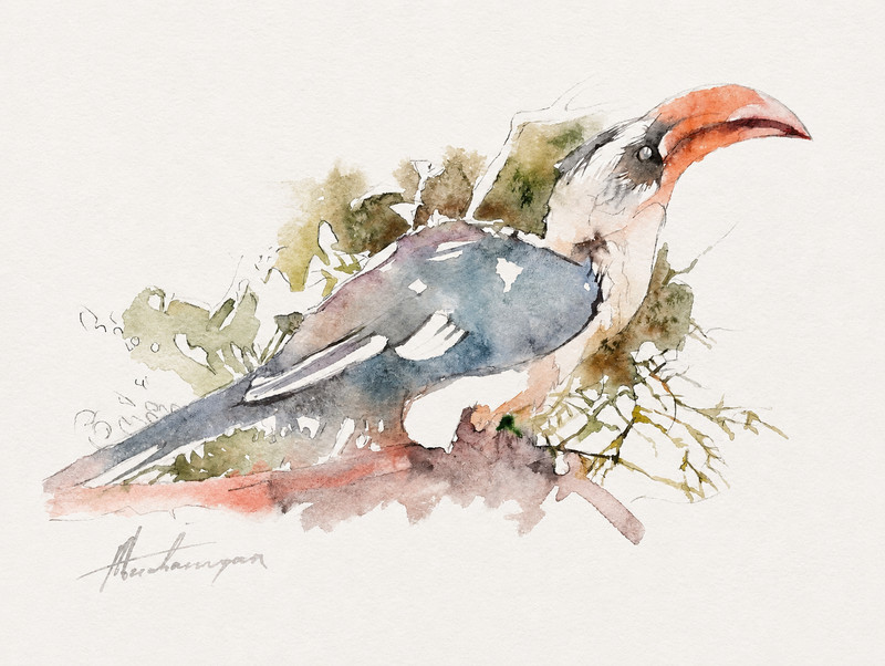 Hornbill