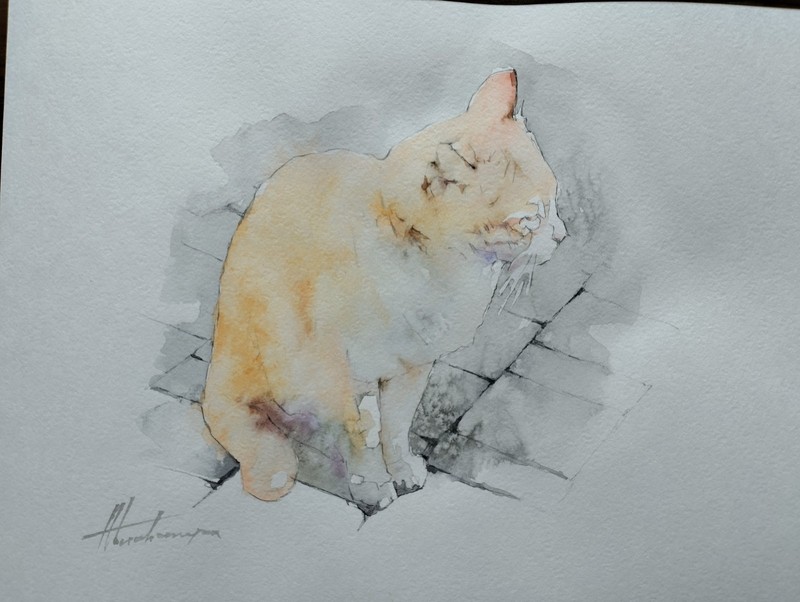 Cat