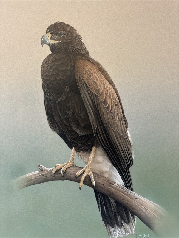 REALIST PAINTING EAGLE BIRD REALISM LARRY HUNT EXHIBITED NATURE WESTERN ARTIST