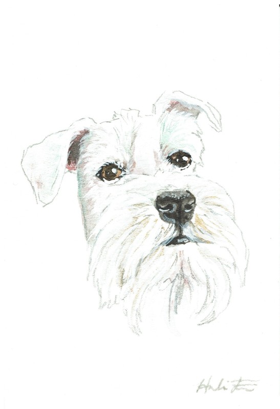 ACEO Original Watercolor Painting 2.5″x3.5″ Miniature Schnauzer Pet Portrait