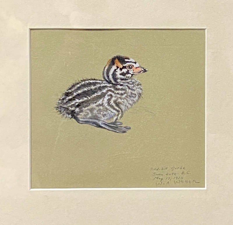 Original Vint. Pied-bill Grebe Bird Art Painting by Walter Weber, Signed, 1930 gallery