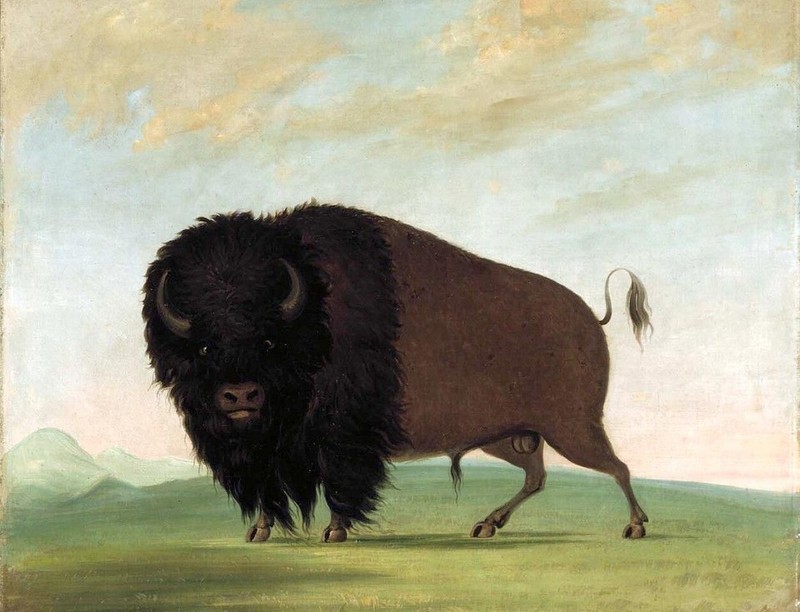 ZW16 Stretched Canvas Frame George-Catlin Wild cow Buffalo-Bull-Grazing Oil
