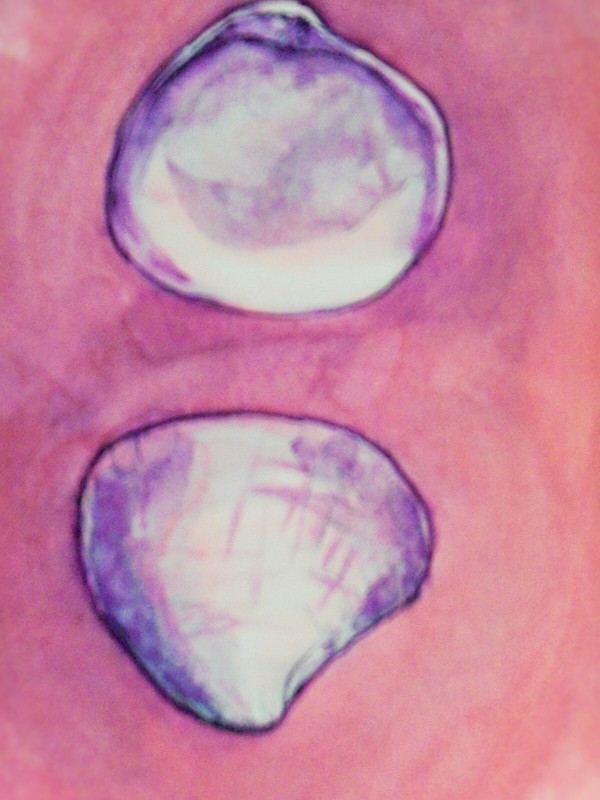 Original Watercolor Painting Seashell 7x10 Ocean Marine Nautical Shell Sea Art 1 gallery