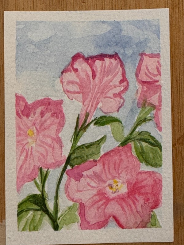 «Pretty In Pink Petunia» Watercolor ACEO Original Signed Art By Kathryn Young