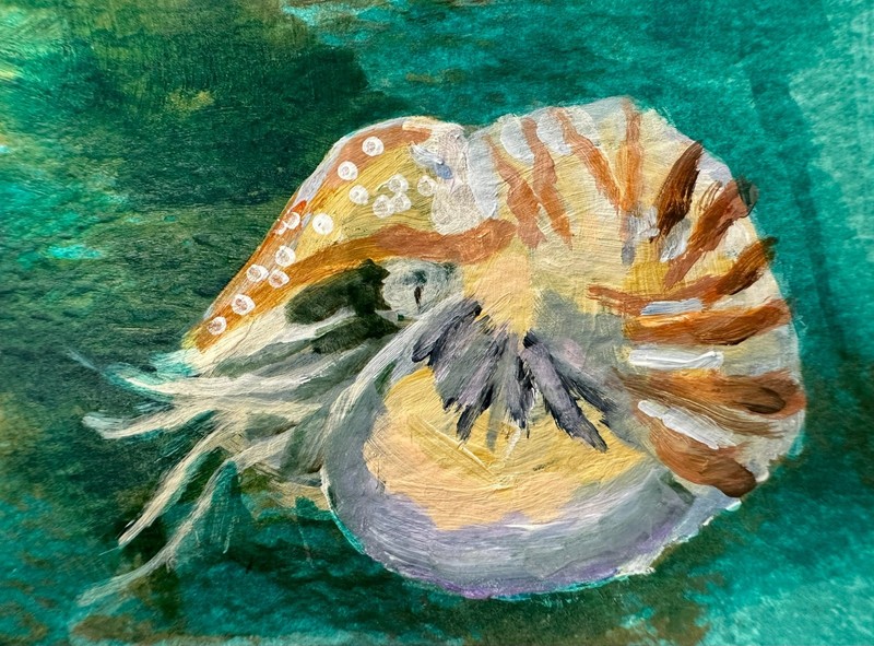 ACEO Art Card Original Art 2.5" x 3.5" Trading Card Nautilus Sea Creature gallery