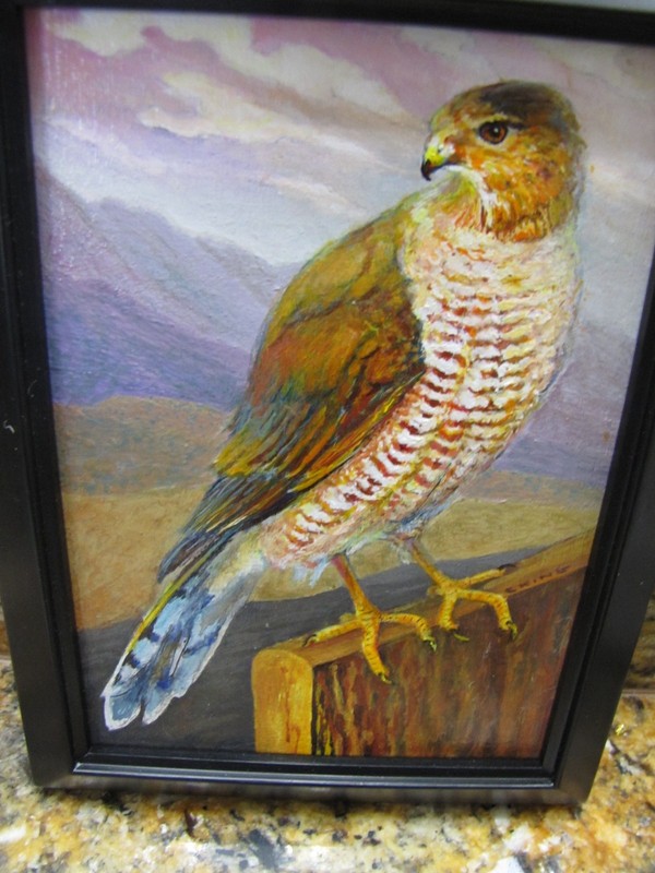ORIGINAL ART ACRYLIC PAINTING COOPER’S HAWK BIRD 5″ by 7″ + frame