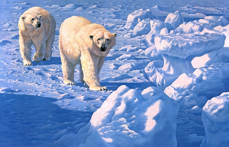 Polar bear Oil painting Canvas Giclee Art Print L1229