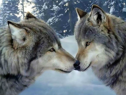 Stunning oil painting wild animals in winter snow landscape wolf kiss on canvas