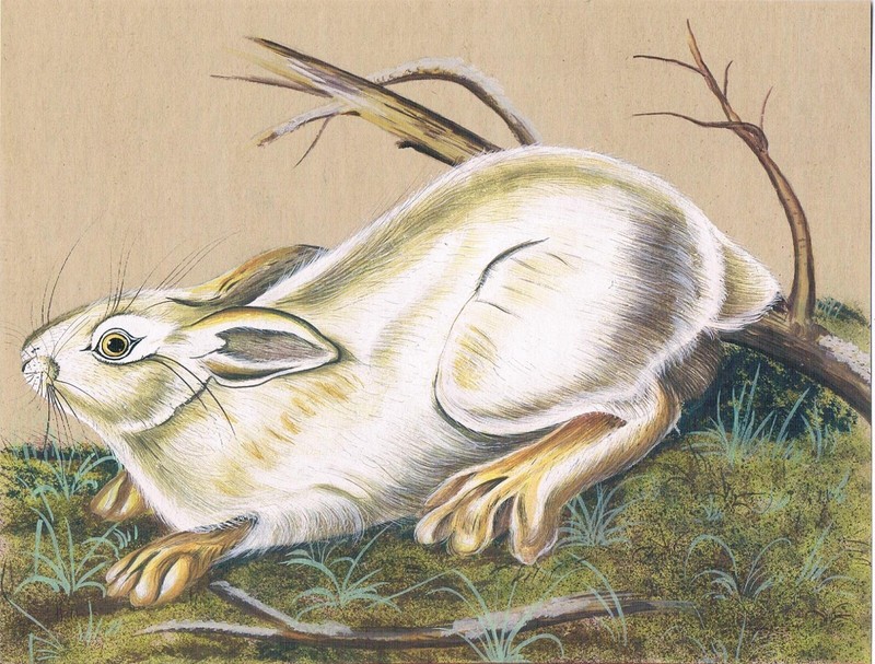 Indian Miniature Painting Of White Rabbit – Wild Animal On Paper 8×6.25 Inches