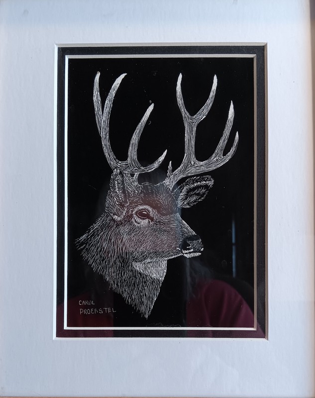original scratchboard drawing etching deer elk wapiti moose Carol Proebstel