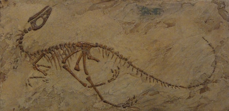 Original Artwork: Dinosaur Fossil – Compsognathus 13.5″ x 27″