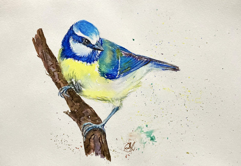 Tit Bird Chickadee Watercolor Original Painting