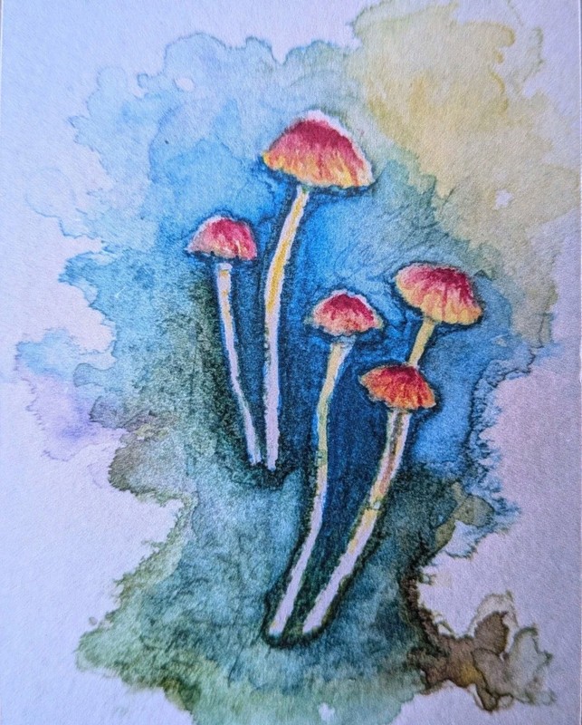ACEO Mycena Acicular Mushrooms Limited Editon Print 1/5 Watercolor 3.5 X 2.5