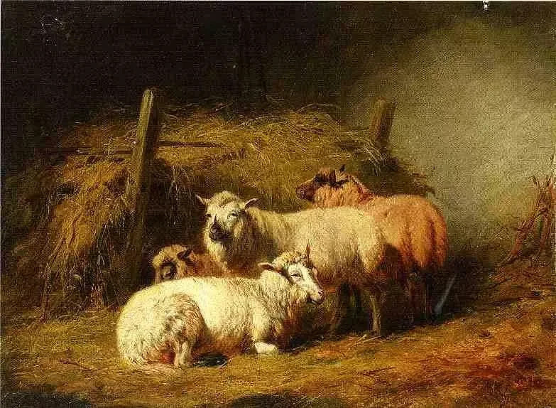 MQ620 Stretched Canvas Frame / Unframed Handmade Sheeps Animals Oil Painting