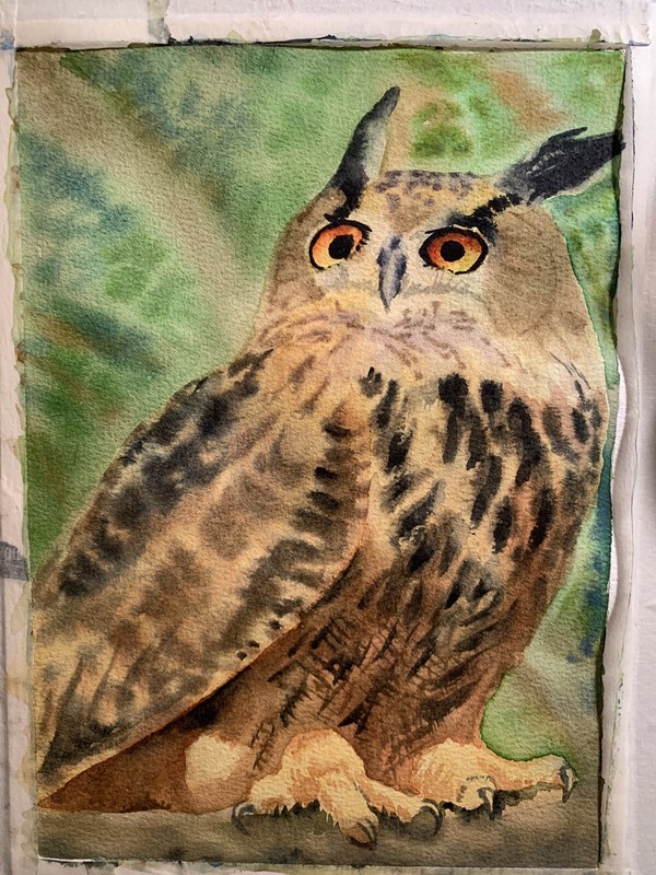 Made to order Original watercolor painting Flaco the Owl of Central Park NYC RIP gallery