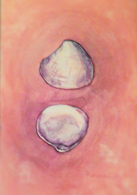 Original Watercolor Painting Seashell 7×10 Ocean Marine Nautical Shell Sea Art 1