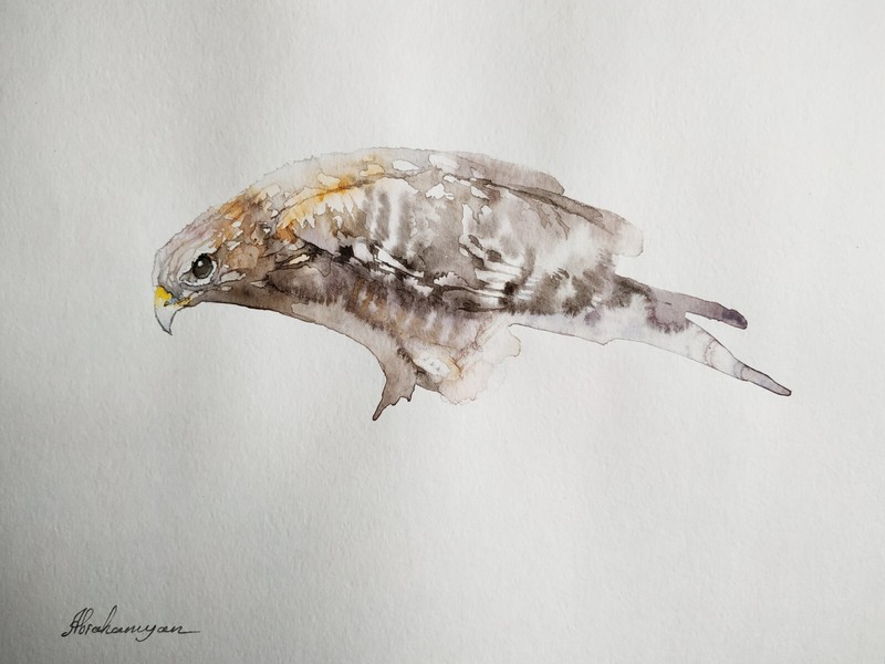 Hawk, Birds, Watercolor artwork, Handmade, Original painting on paper