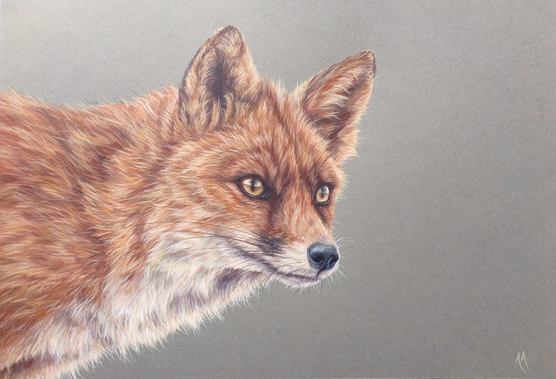 Fox – Original Painting by Alison Armstrong – Wildlife /Animal Art – A4