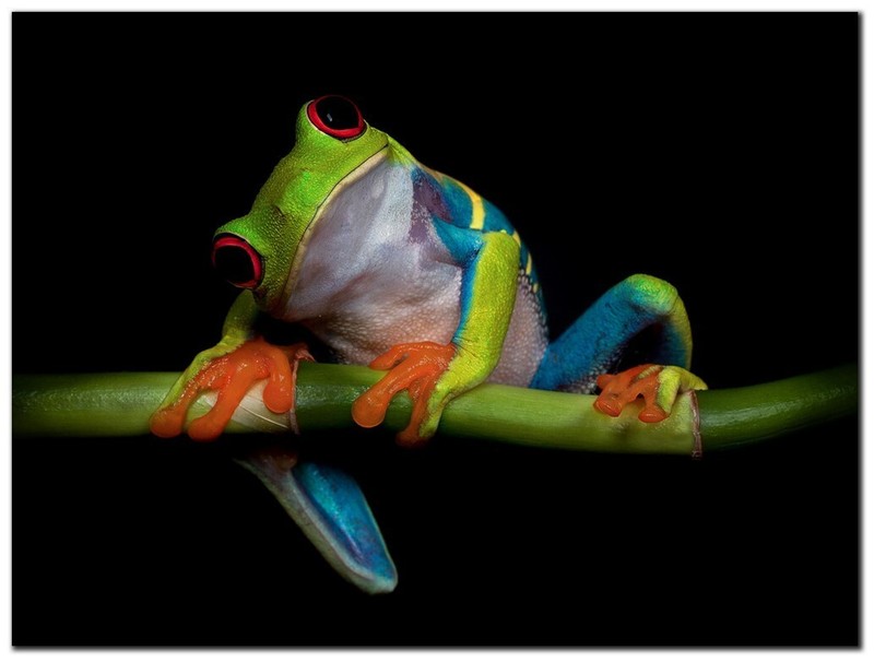 Curiosity by 1x Collection Gallery-Wrapped Canvas Giclee Art (12 in x 16 in)