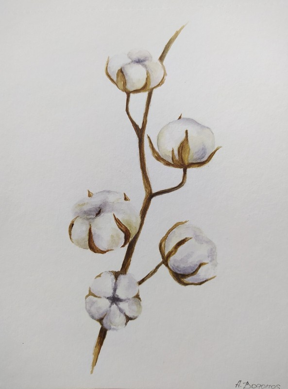 Original watercolor painting Cotton Minimalism 14,8 x 19,5 cm Plant