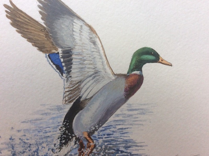 Richard W. Plasschaert, Original, Watercolor Study,» Mallard Duck in Flight. «