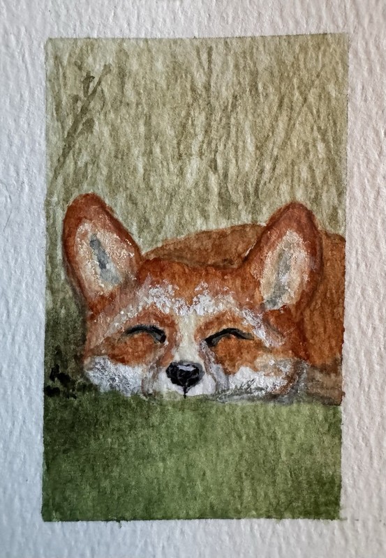 ACEO Original Watercolor Painting Of Sleeping Fox by Mary Barton At KBug.Art