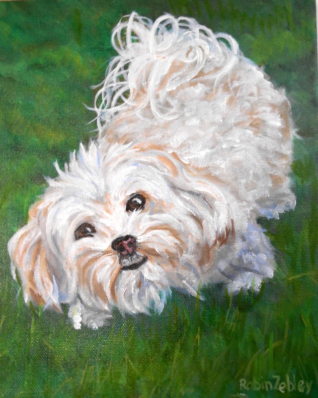 Custom Pet Portrait Oil Paintings, lots of samples Maltese Artist Zebley rzzart