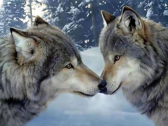 Oil painting Wolf Kiss in winter forest landscape hand paintedart 36″
