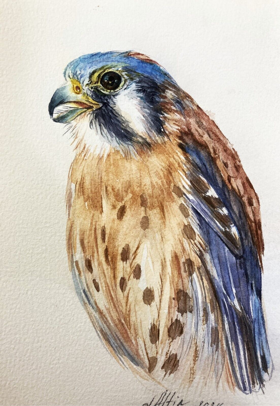 American Kestrel Bird Watercolor Original Painting Wildlife Art