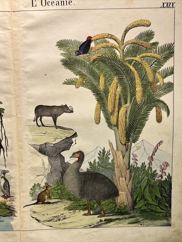 Antique Illustration Oceania 1838 Hand Colored Watercolor Animals Fauna Flora... gallery