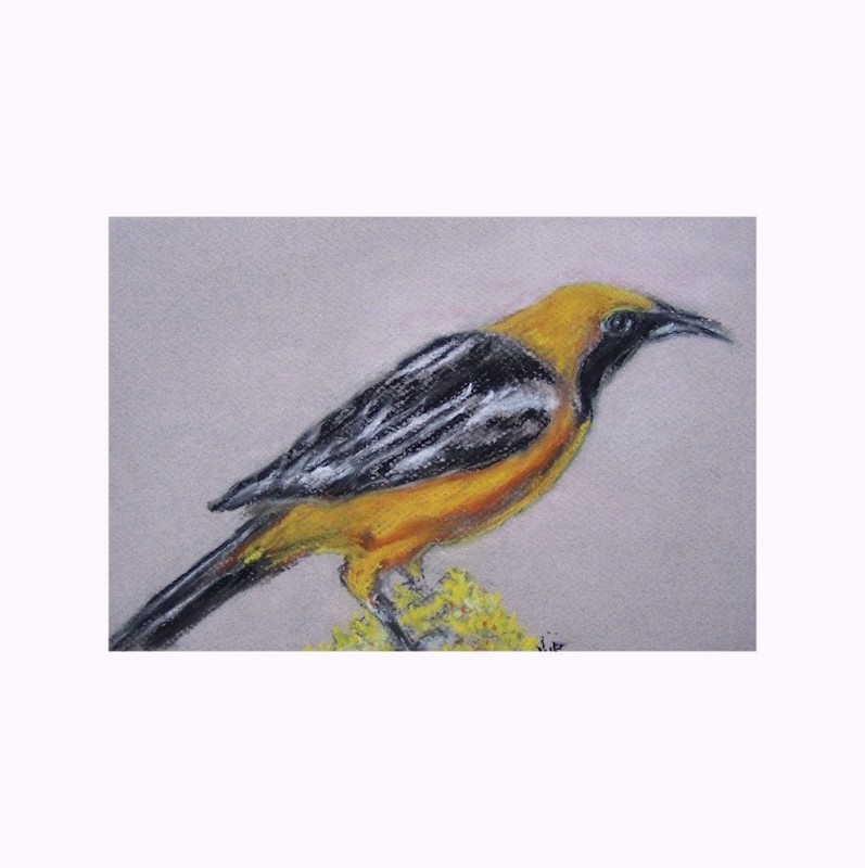 Original Handmade Artwork Oriole Pastel Painting on Paper Fine Art