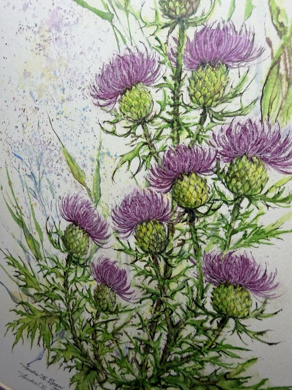 Sandra K. Dean 3/50 of floral watercolor artwork. Scottish Purple Milk Thistle