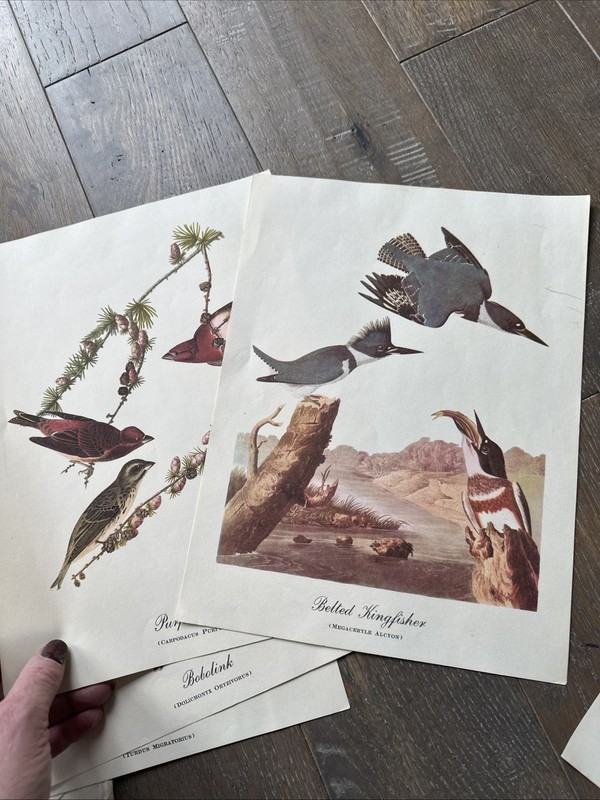 10 Best Loved Bird Prints by Audubon - Full Color Prints Vintage - gallery