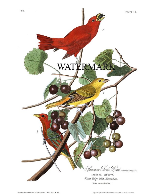 John James Audubon Summer Red Bird Tanager 13 x 19 Lithograph Print REPRODUCTION