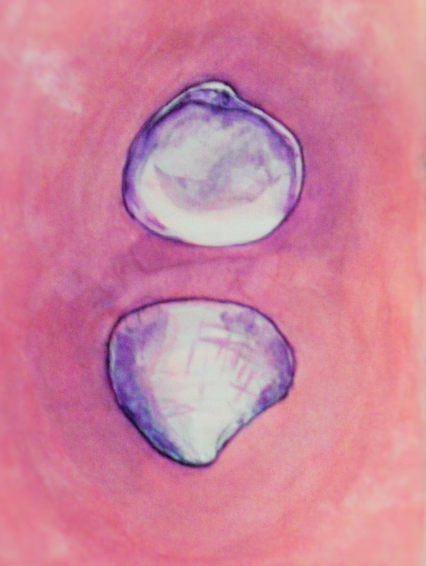Original Watercolor Painting Seashell 7x10 Ocean Marine Nautical Shell Sea Art 1 gallery