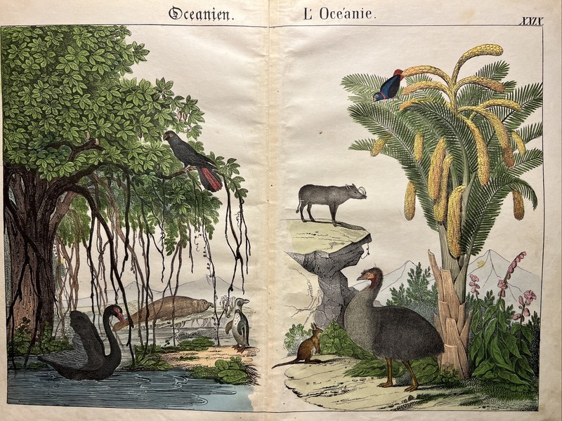 Antique Illustration Oceania 1838 Hand Colored Watercolor Animals Fauna Flora…