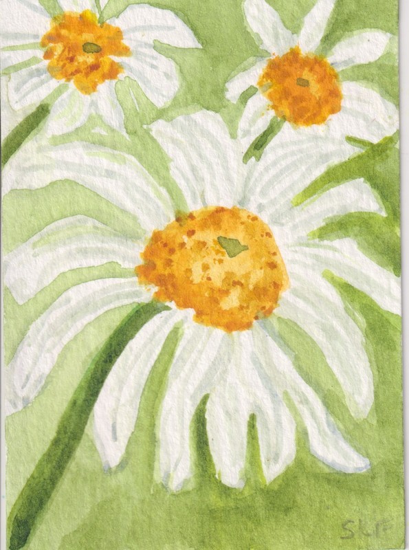 White Daisy Flowers on stem ACEO Original Watercolor Painting, Sharon Foster